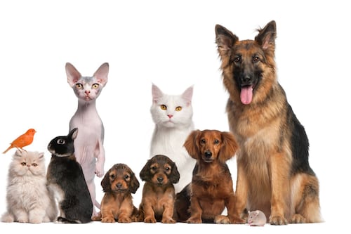 Revela ensayo clínico eficacia de Protecto Max contra gusano barrenador