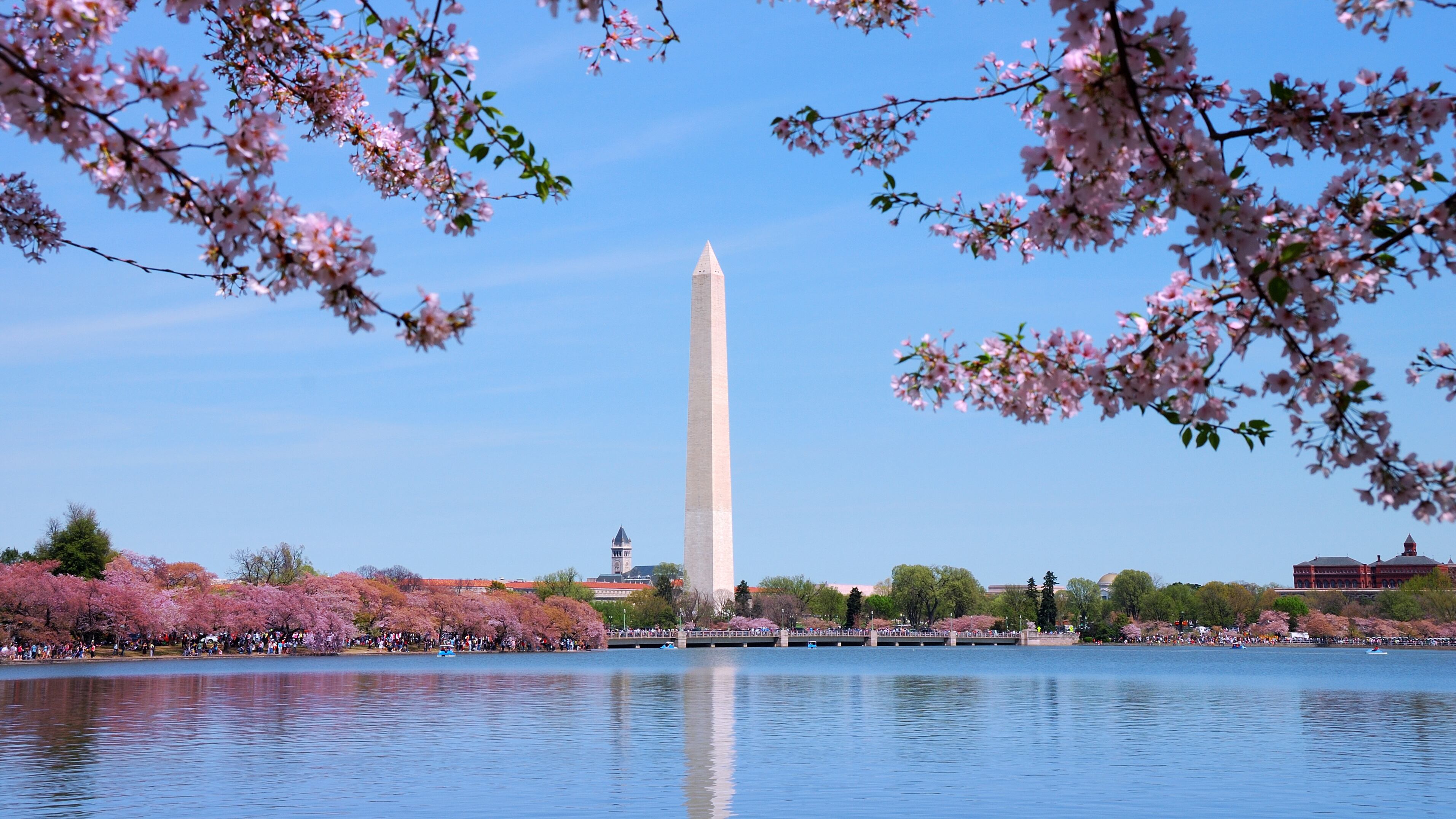 La primavera en Washington, DC, es sinónimo de cerezos en flor. Te contamos todo sobre el Festival, los eventos más destacados y los mejores consejos para capturar la foto perfecta de la floración máxima