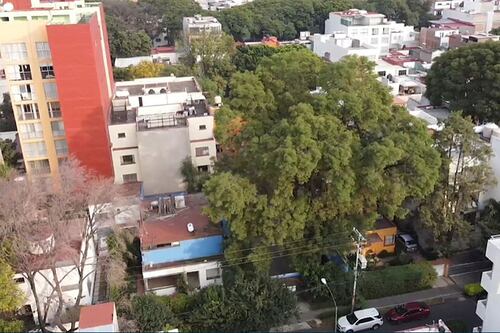 Descubre ‘Eugenio’: Nuevo icono de patrimonio natural y cultural en la Colonia Del Valle