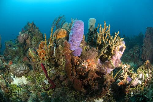 Moléculas descubiertas en esponjas marinas combatirían Covid y Alzheimer