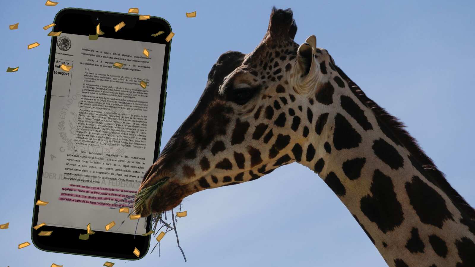 Africam Safari: el próximo hogar de Benito.