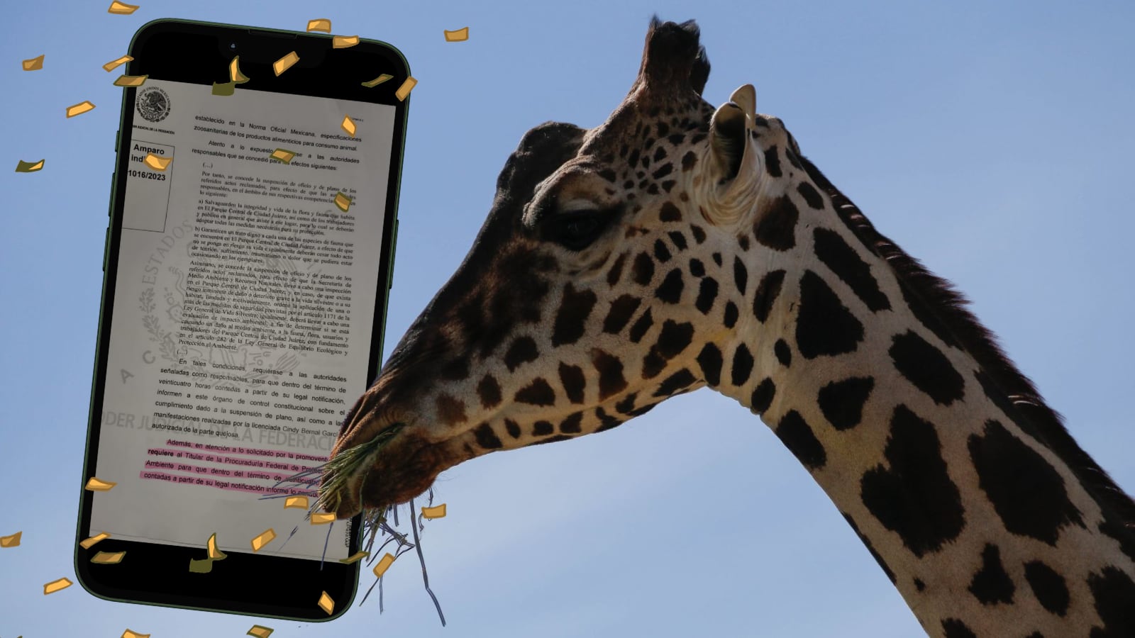 Africam Safari: el próximo hogar de Benito.