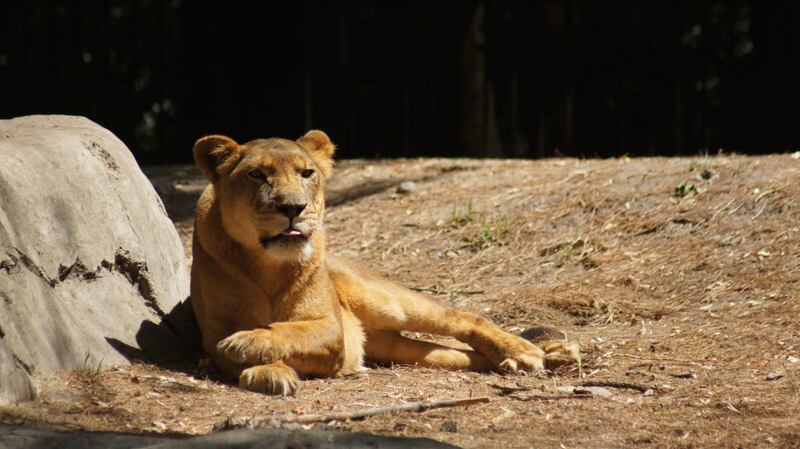 Leones rescatados de la fundación Black Jaguar consiguen recuperarse en Chapultepec
