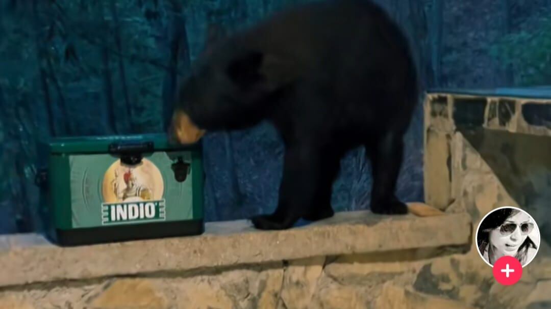 El animal, de tamaño mediano, simplemente buscaba comida, pero al no encontrarla se puso a olfatear una hielera con cerveza.