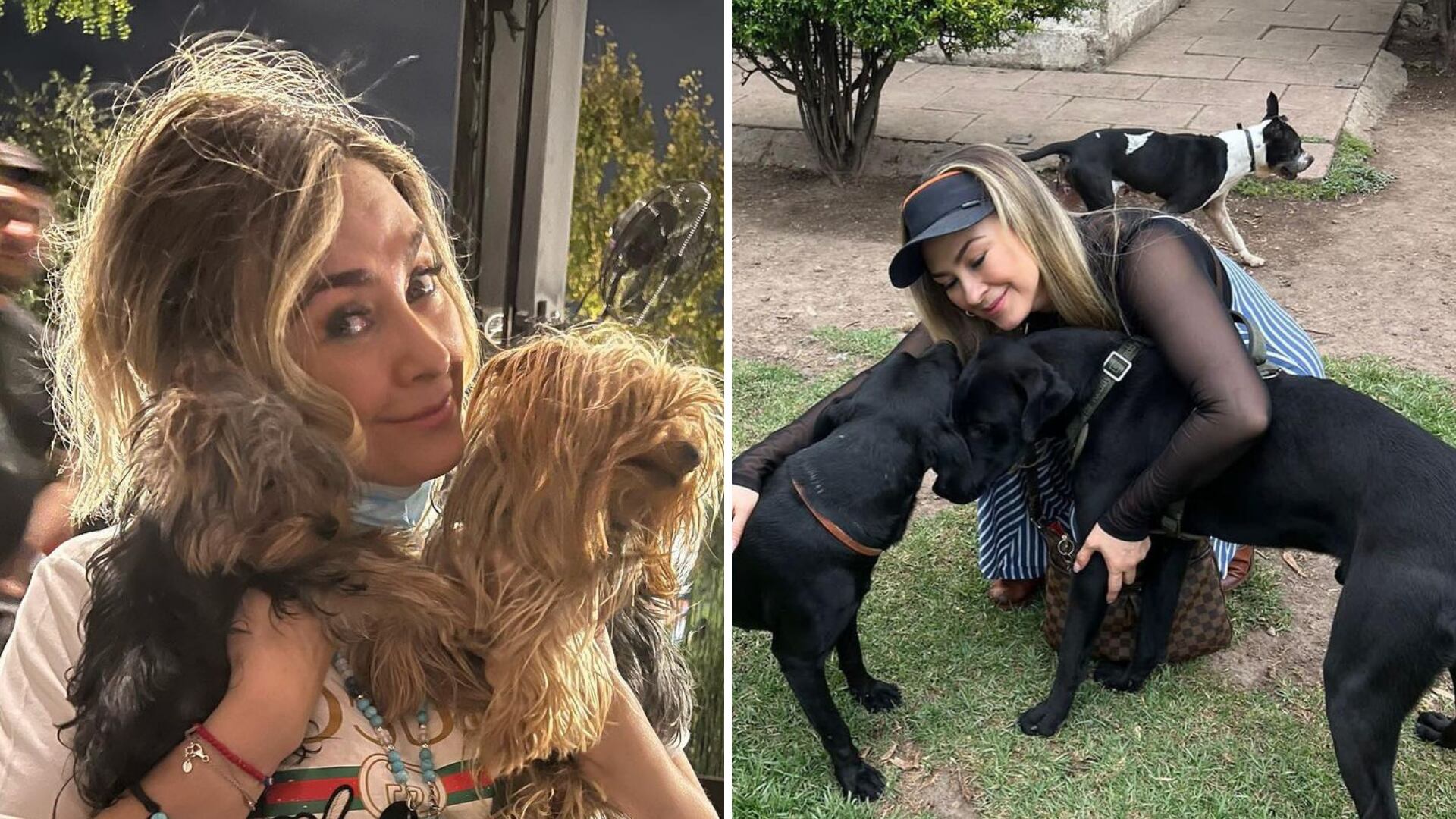 La artista llevó una camioneta llena de comida y manta para los perros callejeros que viven alrededor de la zona.