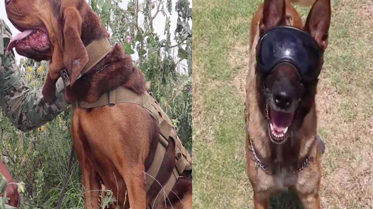 Max, perrita que capturó a Caro Quintero, y Ecko, can rescatista del colegio Rebsamen, se jubilan