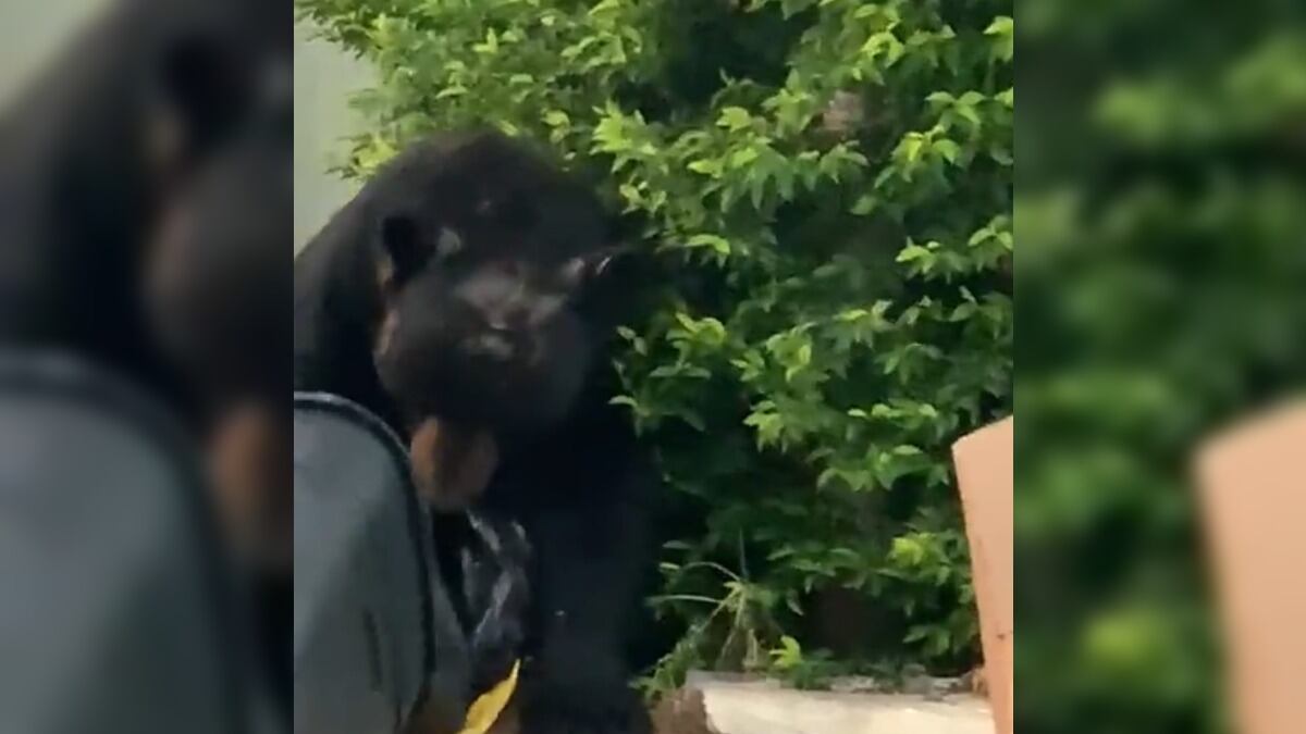 Los plantígrados bajan del cerro en busca de comida.