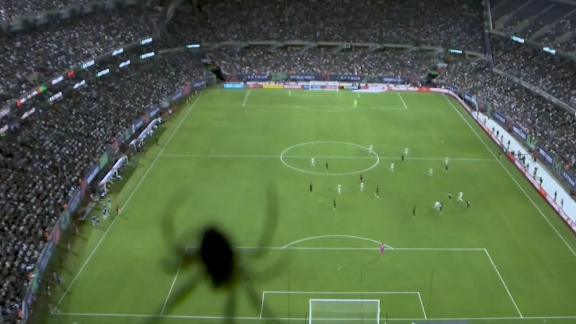 Una araña que apareció durante la transmisión del partido de la Selección fue lo más comentado en redes.