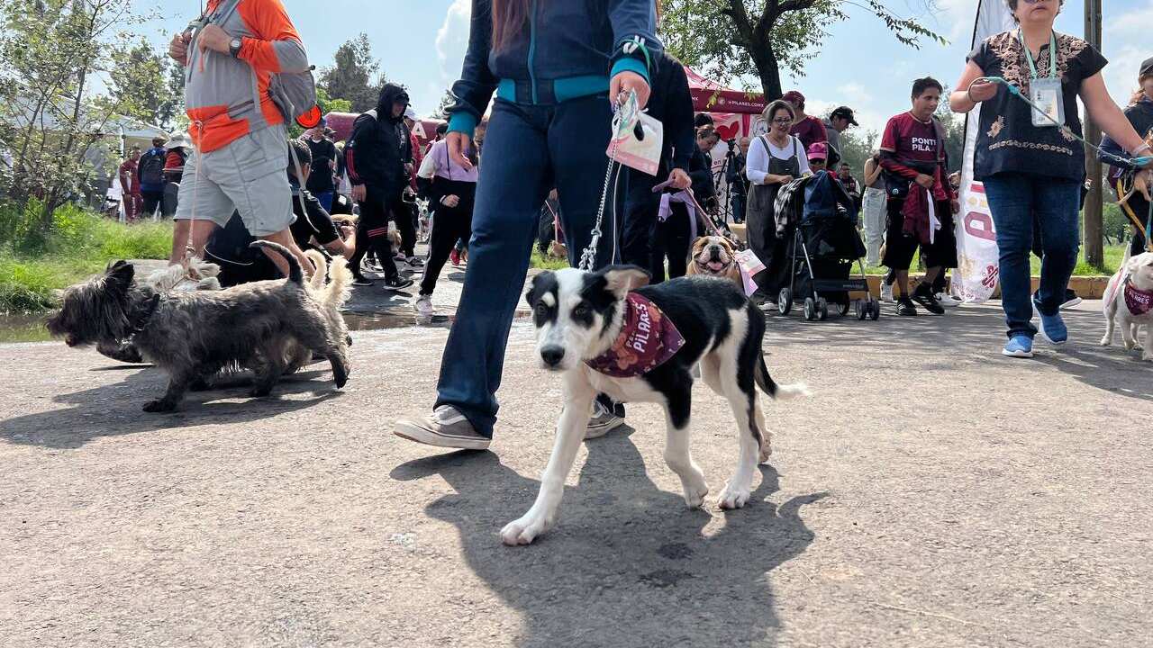 Festival Un día con mi mejor amigo en el Bosque de San Juan de Aragón