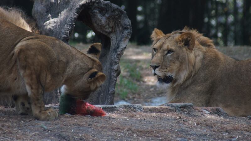 Leones rescatados de la fundación Black Jaguar consiguen recuperarse en Chapultepec