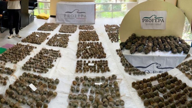 Miles de cactus asegurados por Profepa en inspección en la CDMX