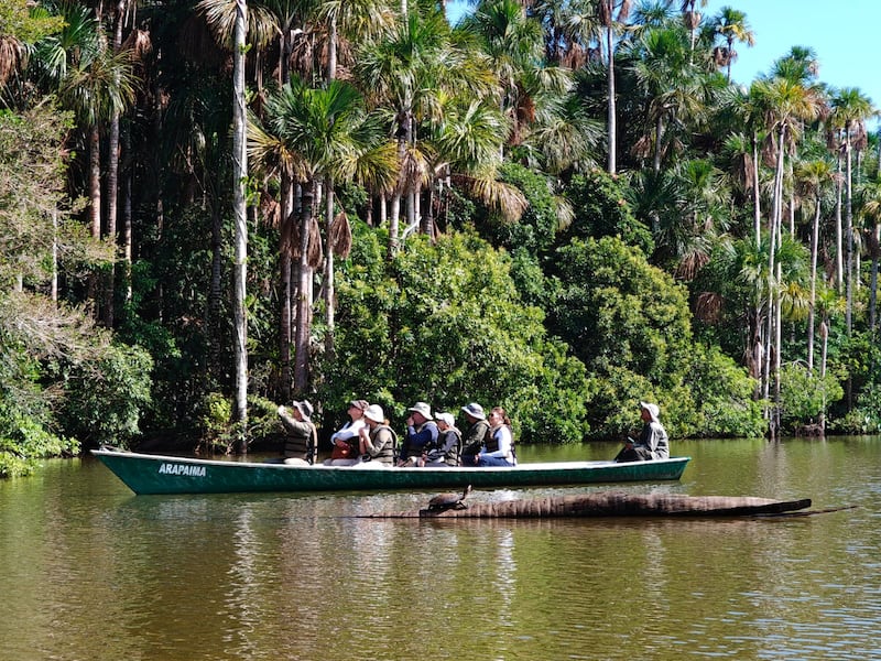 Desde Lima hasta Puerto Maldonado, te contamos cómo vivir una experiencia inmersiva en la selva amazónica. Hospedaje, gastronomía local y los mejores tours para explorar ríos, lagos y canopy en uno de los destinos más biodiversos del mundo