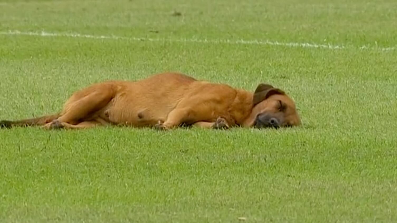 Encontró muy cómodo el campo de futbol