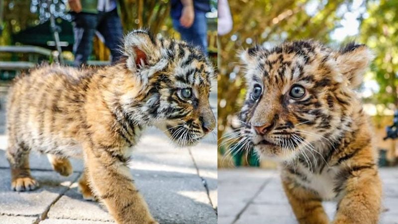 Zoológico de Culiacán busca nombre para cachorro de tigre