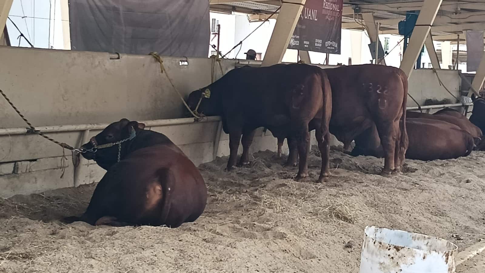 Se pondrá especial atención en las crías de los ganados bovino y caprino.