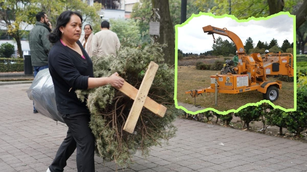 Árboles de Navidad y Nochebuenas tienen segunda vida en Ciudad de México