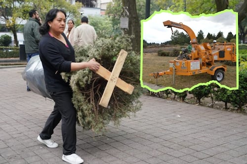 Dónde llevar tu árbol de Navidad en CDMX para reciclarlo: centros de acopio y fechas