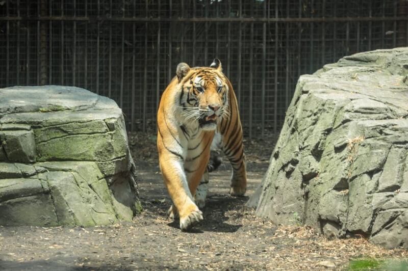 Zoológico de Chapultepec.