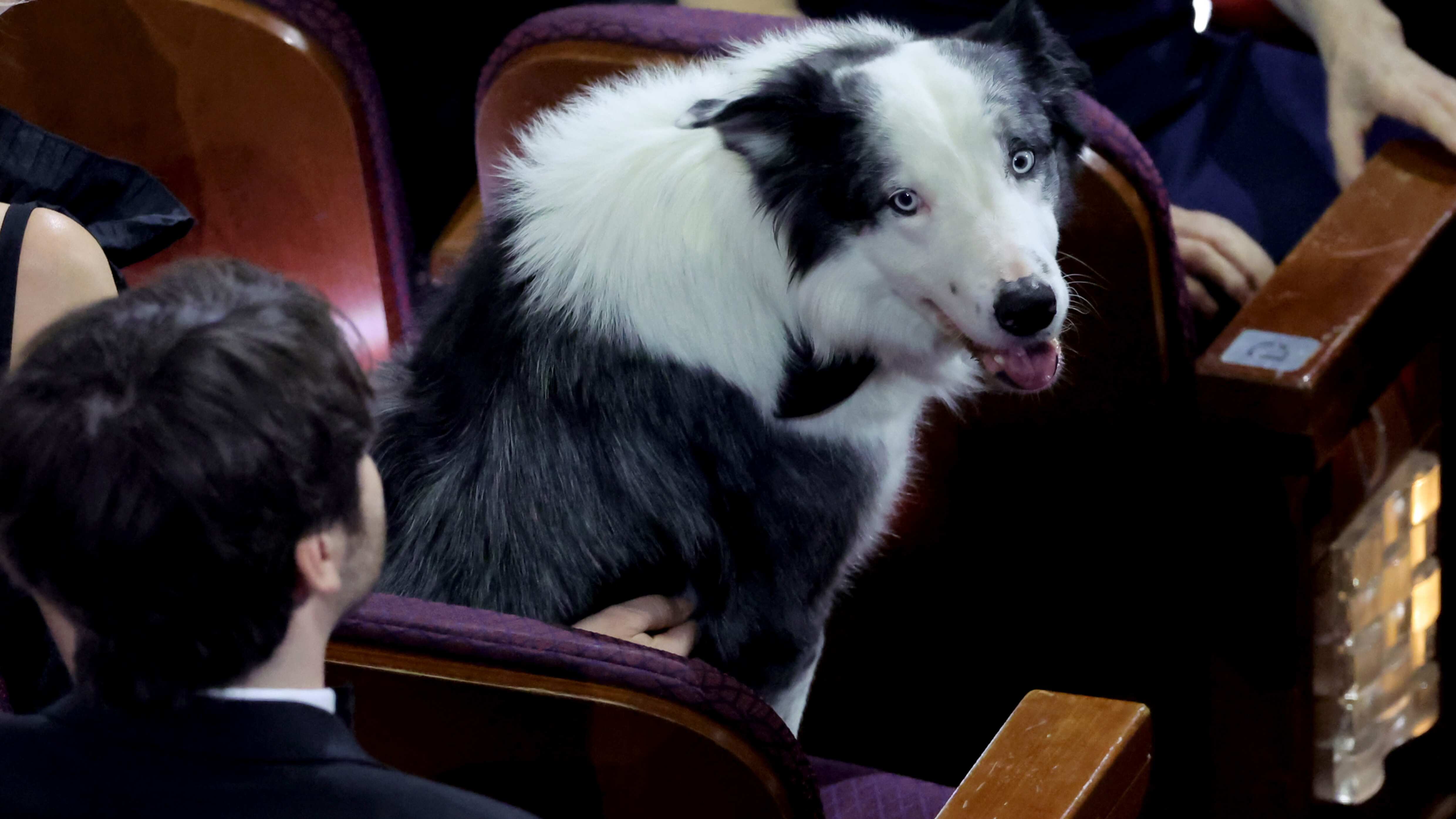 Messi, el perro de Anatomía de una caída, merecía su Óscar.