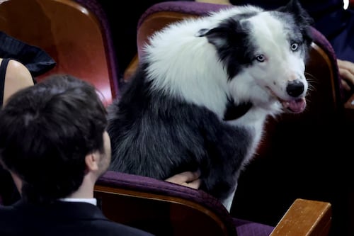 ¿Hemos sido engañados? Las imágenes de Messi, el perro actor en los Oscars, fueron grabadas (Video)