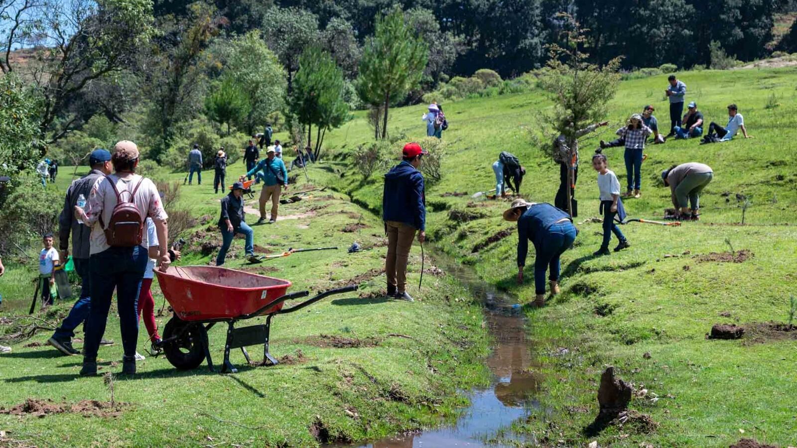 Plantan 715 mil 896 árboles en Edomex, uno por cada voto al Verde