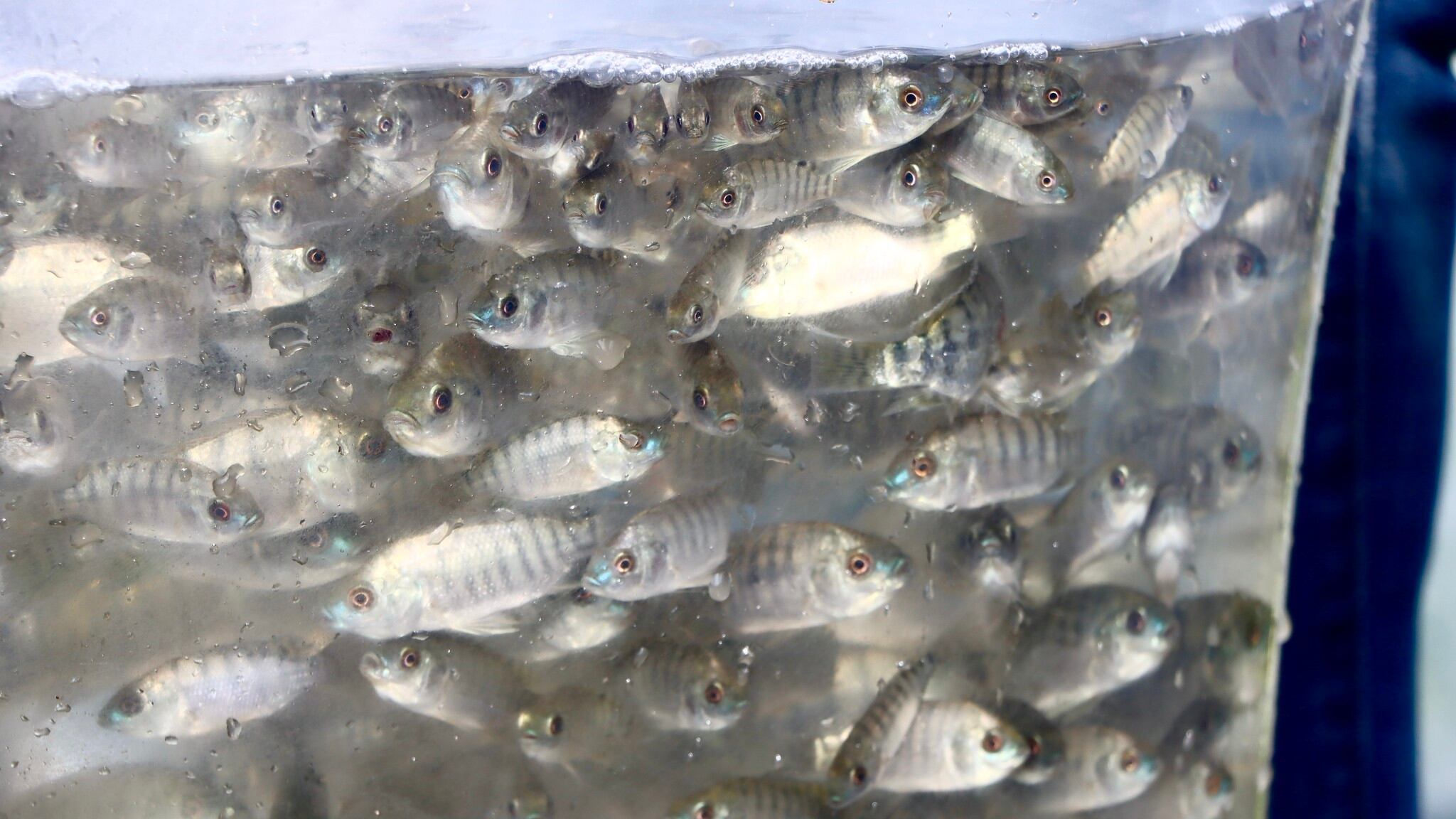 Más de 300 mil tilapias han sido liberadas en Jalisco; se apuesta por la pesca sustentable. CORTESÍA