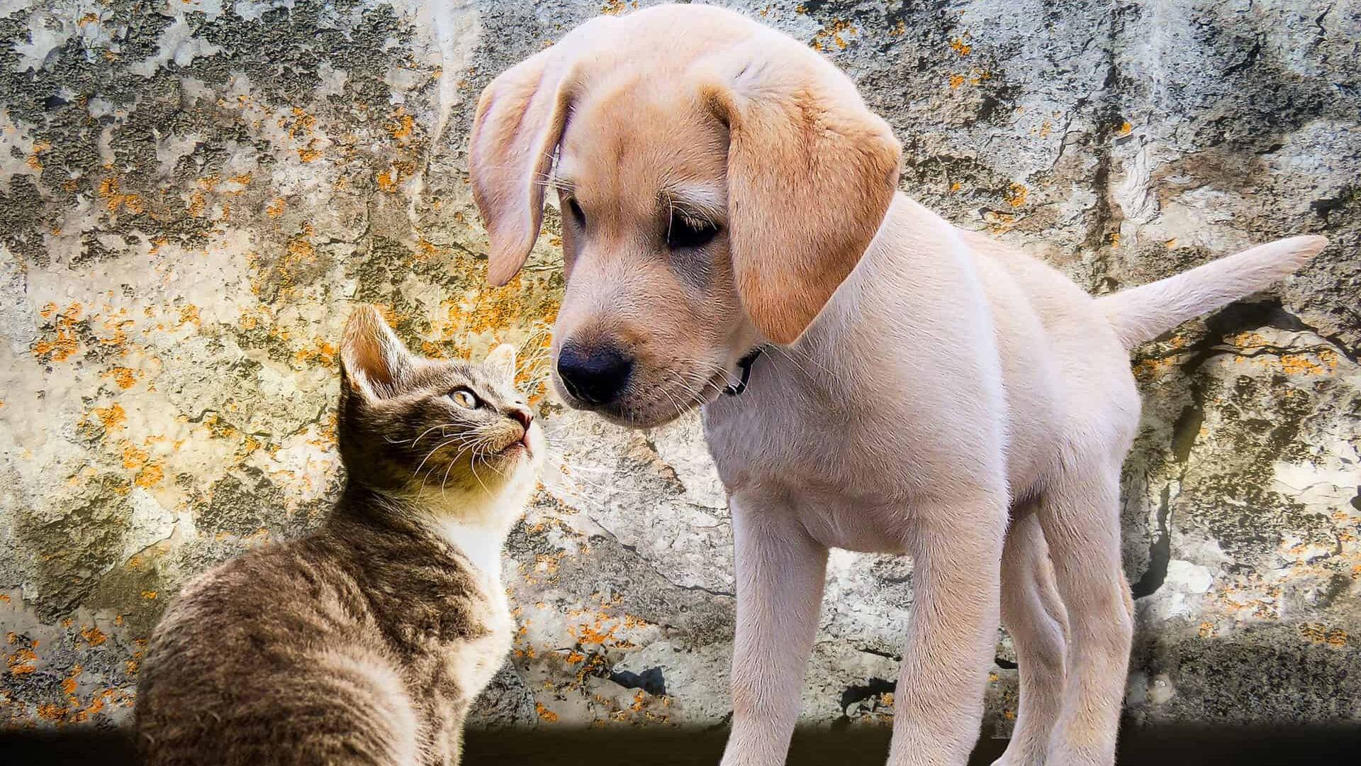 La iniciativa busca proteger a las mascotas, quienes no pueden manifestarse y no pueden marchar, aseguró Miguel Ángel Mancera.