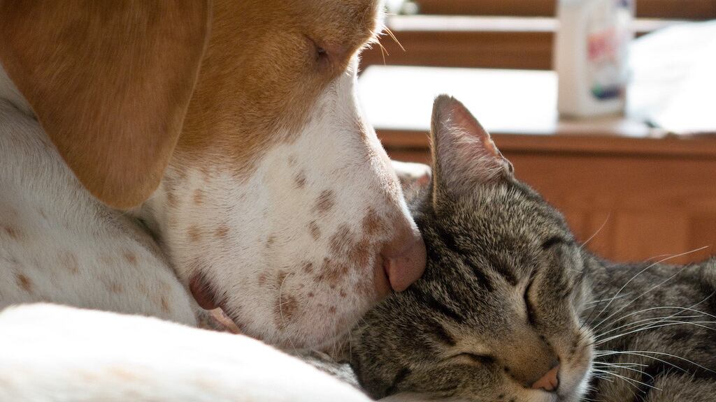 Recomendaciones para mascotas en Navidad y Año Nuevo