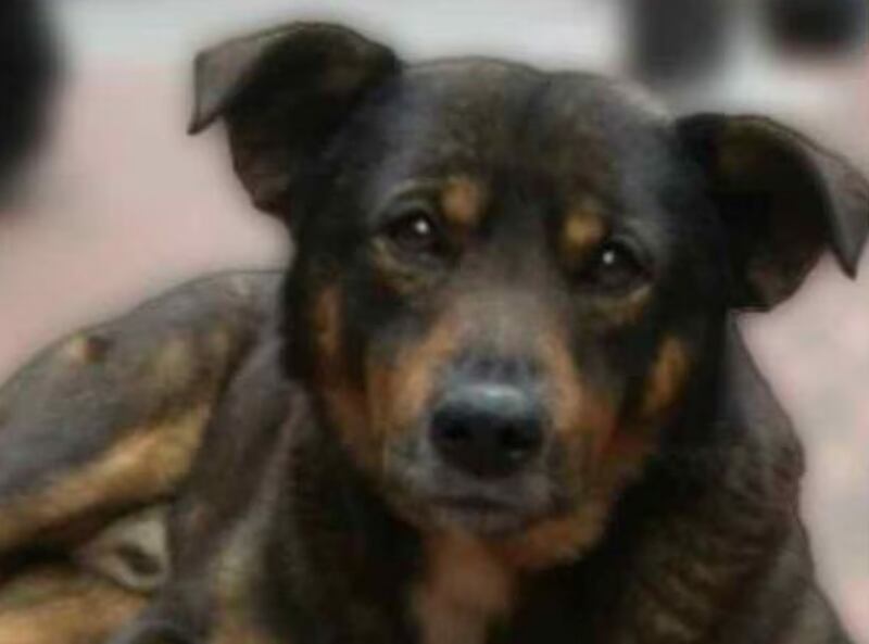 "Scooby" acompañaba a Roberto a todos los mandados.
