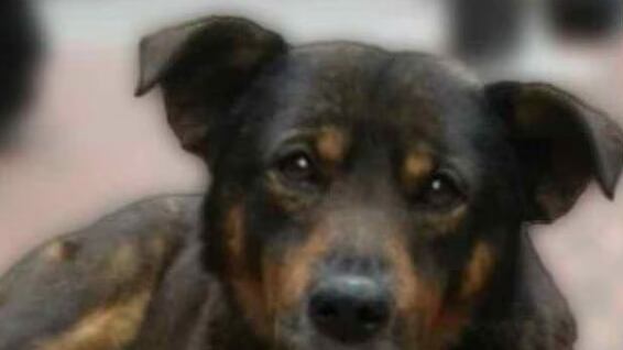 "Scooby" acompañaba a Roberto a todos los mandados.