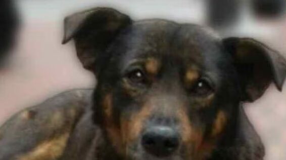 "Scooby" acompañaba a Roberto a todos los mandados.