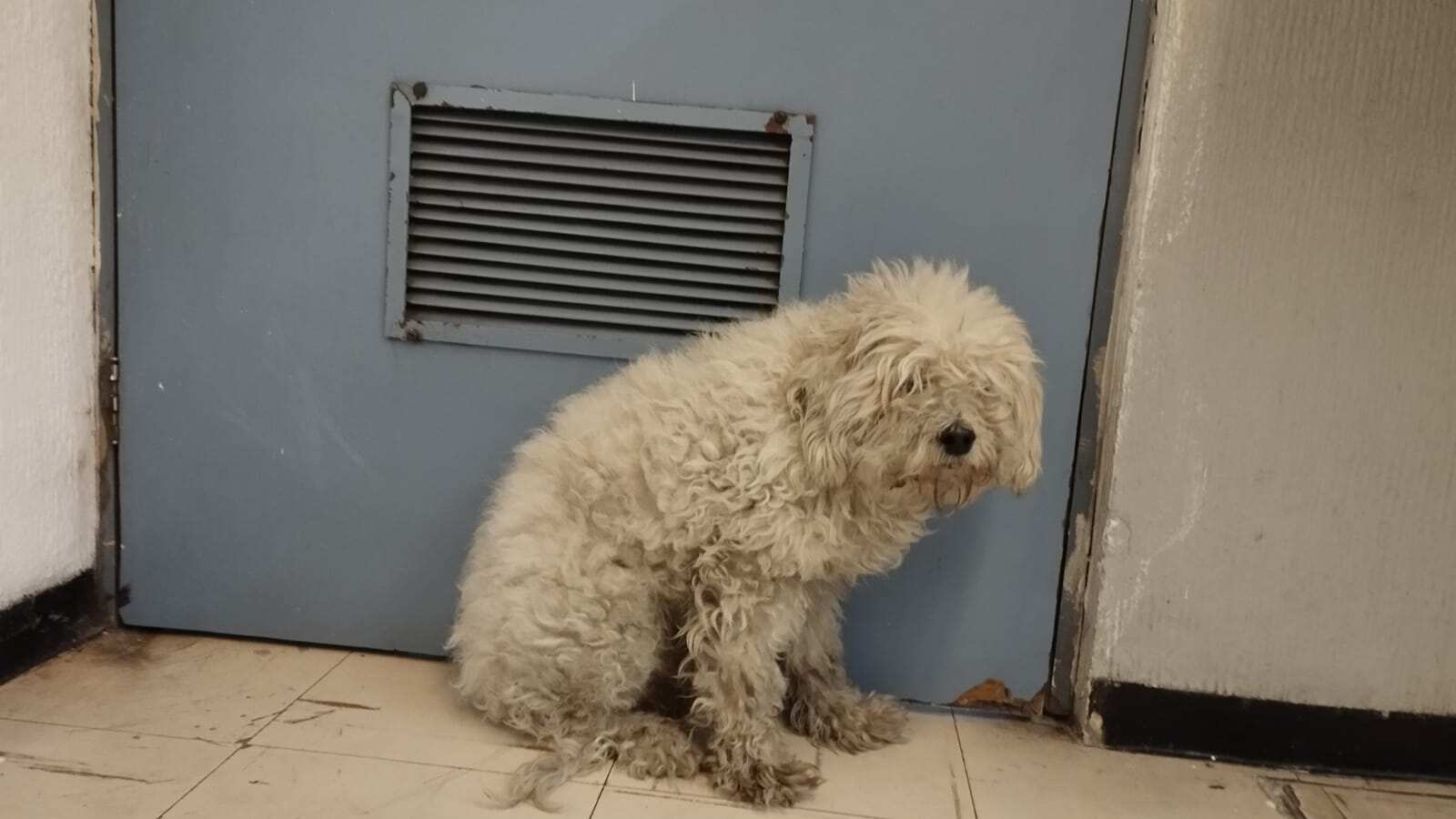 Rescate de perrito en estación Oceanía de la Línea B del Metro