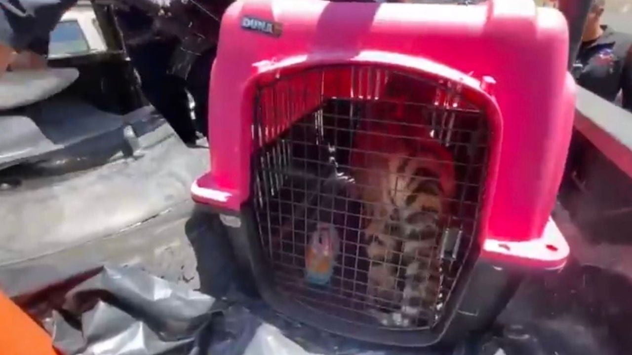 Rescatan a Tigre de vivienda en Ecatepec