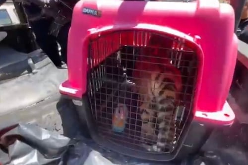 Video: Rescatan cachorro de tigre oculto en una vivienda de Ecatepec; así fue el hallazgo