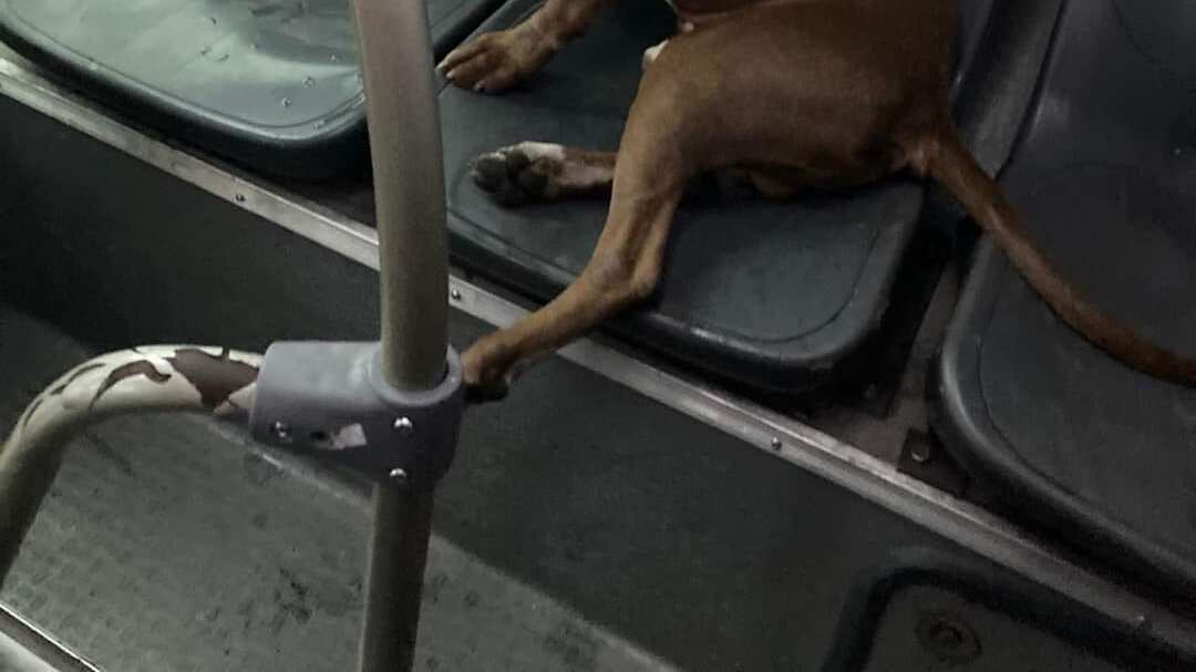 La mascota se convirtió en la sensación en las redes sociales