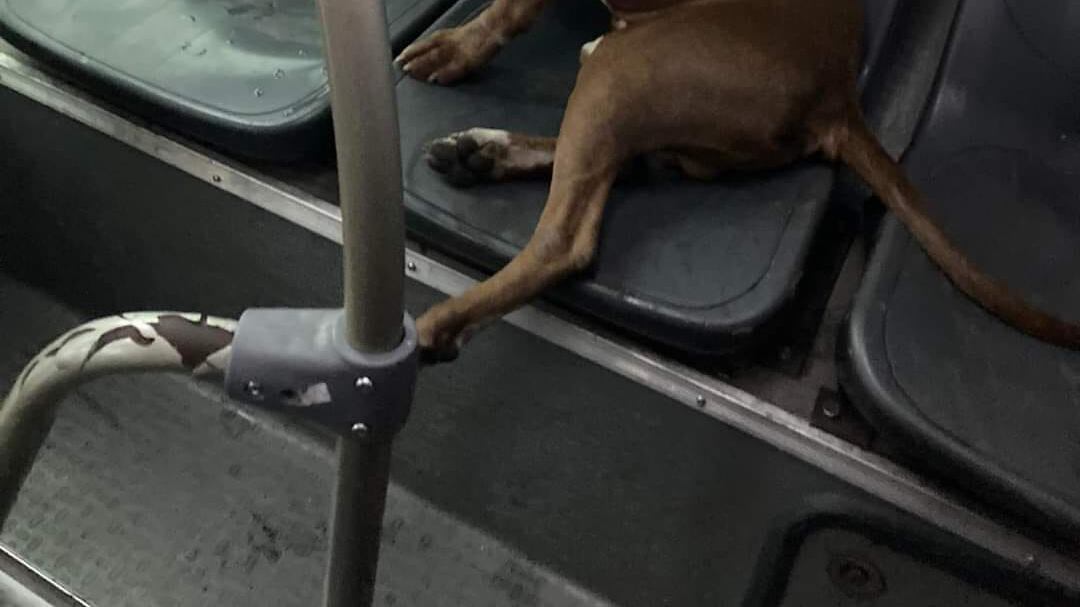 La mascota se convirtió en la sensación en las redes sociales