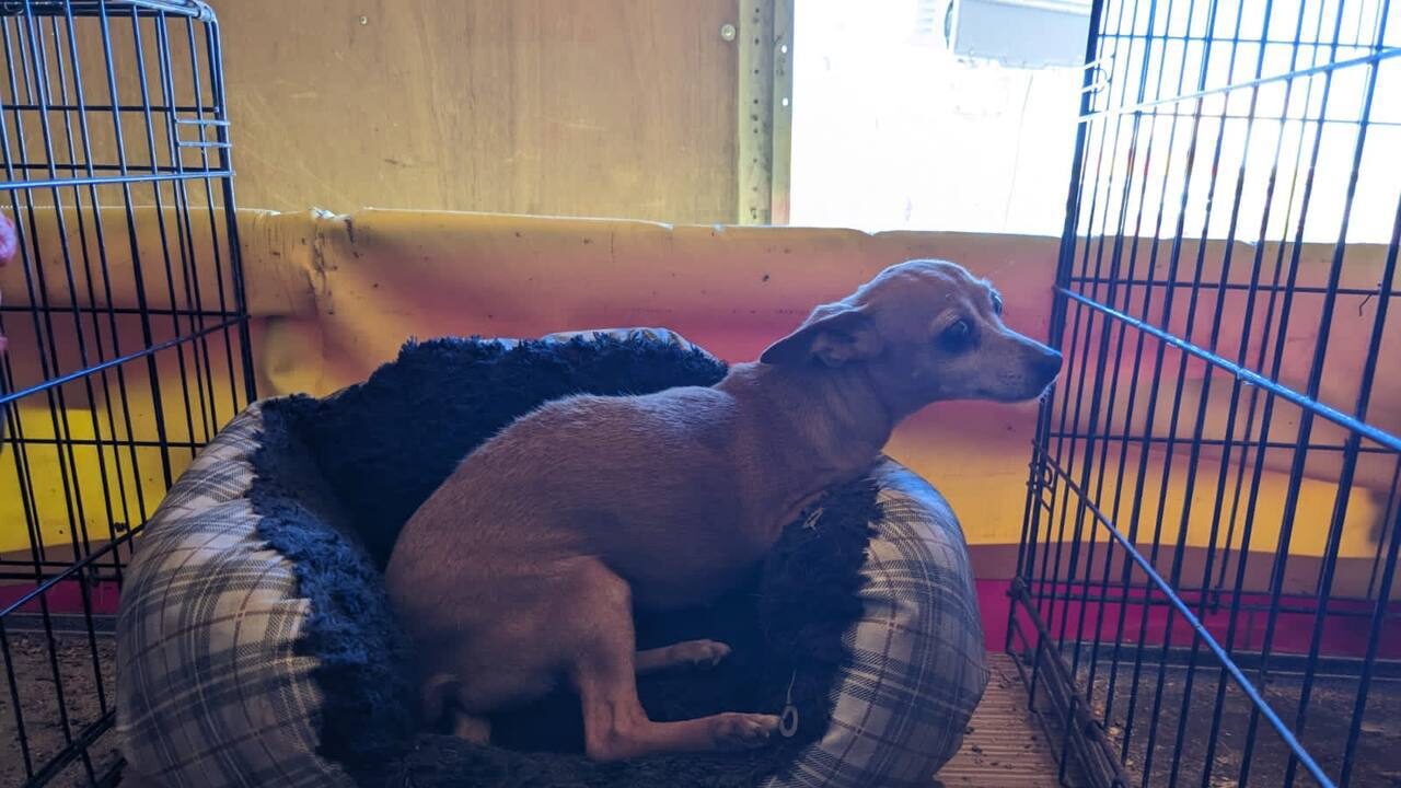 Los lomitos eran usados para un espectáculo de feria.