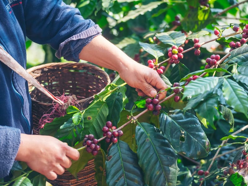 Plan Nescafé recolección de bayas de café