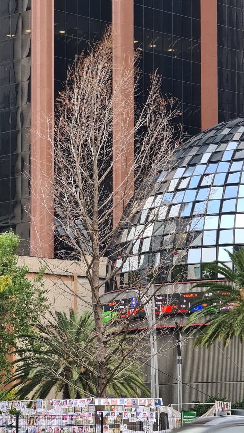 Ahuehuete Reforma