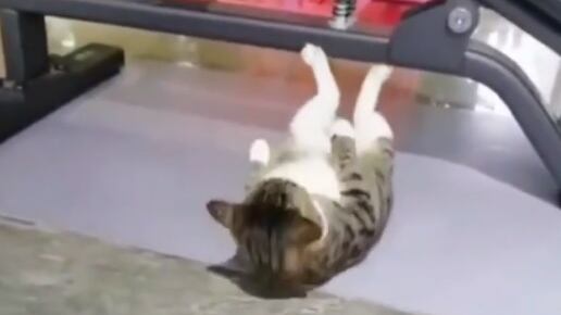 La sorpresa es que el michi se pone en posición, se voltea en el suelo para ponerse boca arriba y comienza a hacer la rutina.