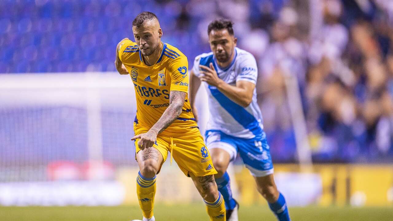 Tigres
