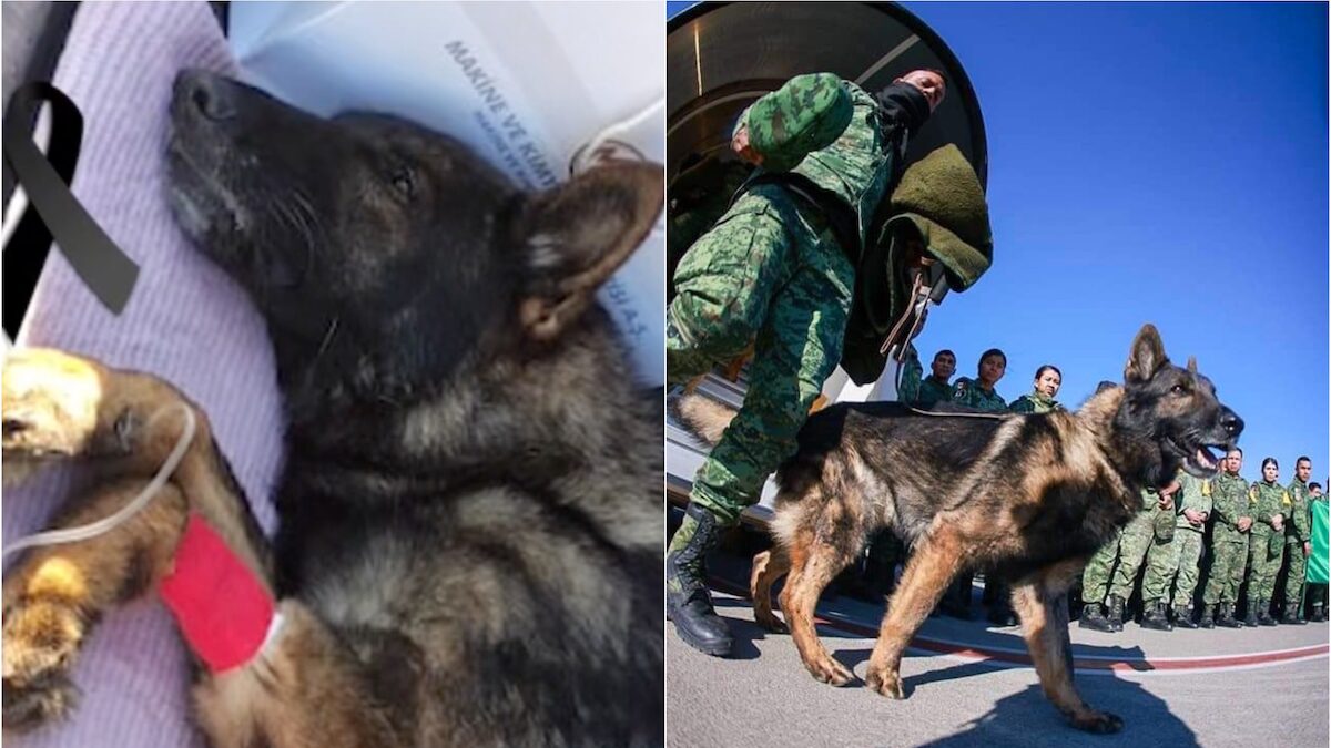 El lomito ayudó a salvar a dos personas. (Especial)