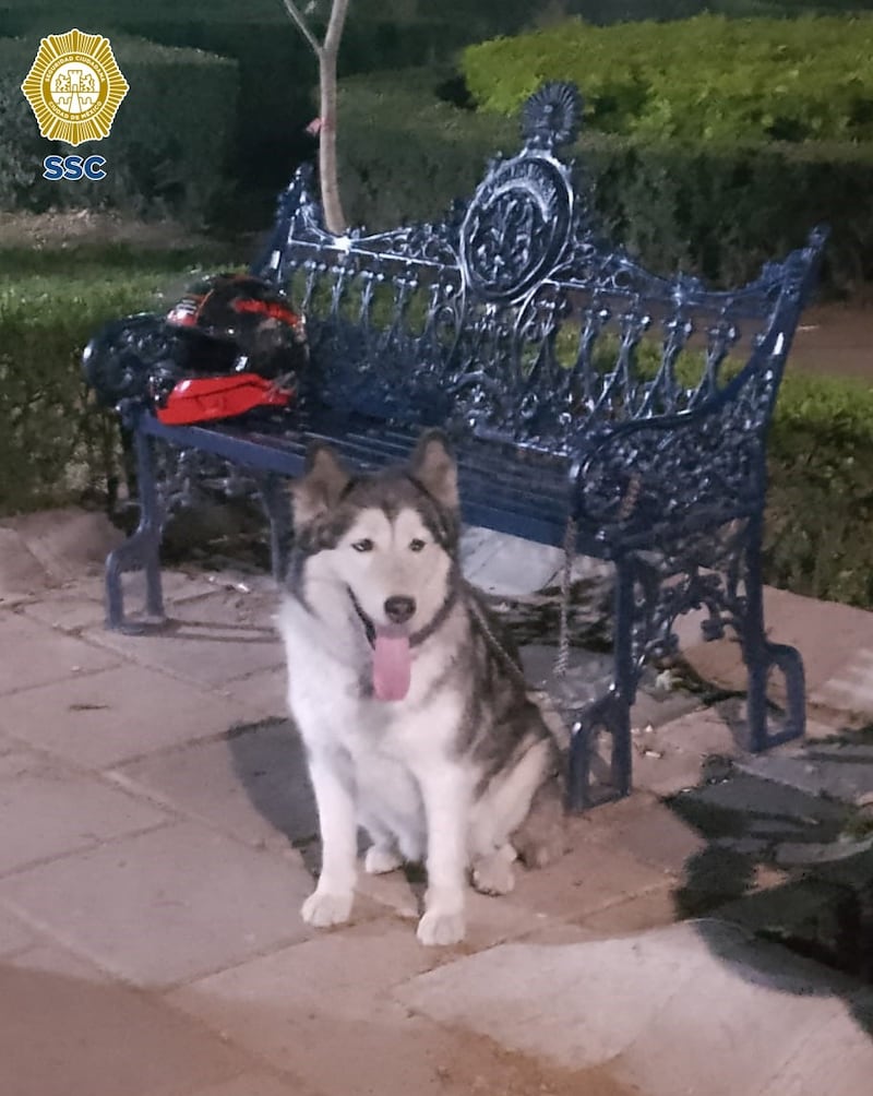 Perrito.
