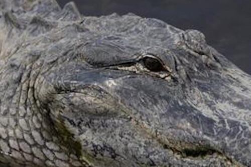 Descubren extraña criatura nunca antes vista en cueva