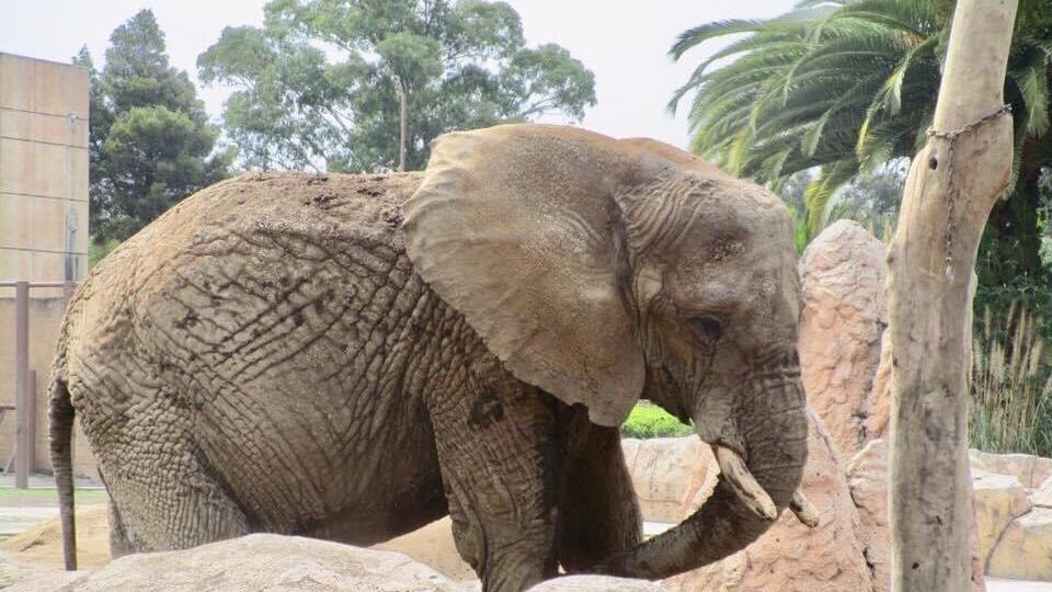 Elefanta Ely en el Zoológico de San Juan de Aragón. Foto: Abriendo Jaulas & Abriendo Mentes