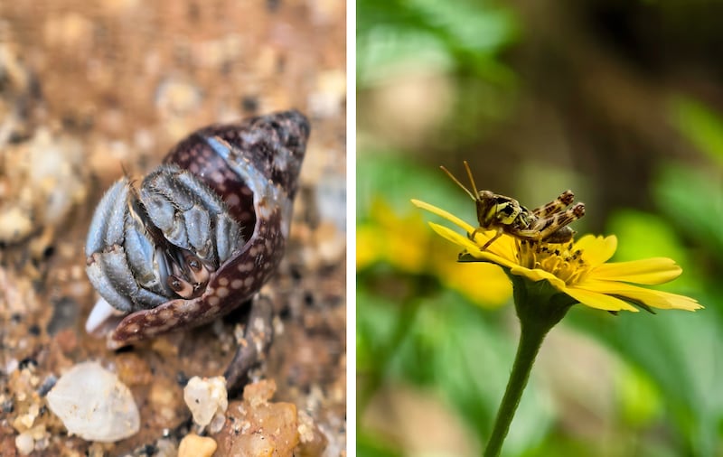 El fotógrafo mexicano Antonio Pastrana te explica cómo lograr fotos espectaculares con el nuevo Huawei Pura 80 Ultra: zoom óptico, macro sin acercarte, y el poder de la Inteligencia Artificial