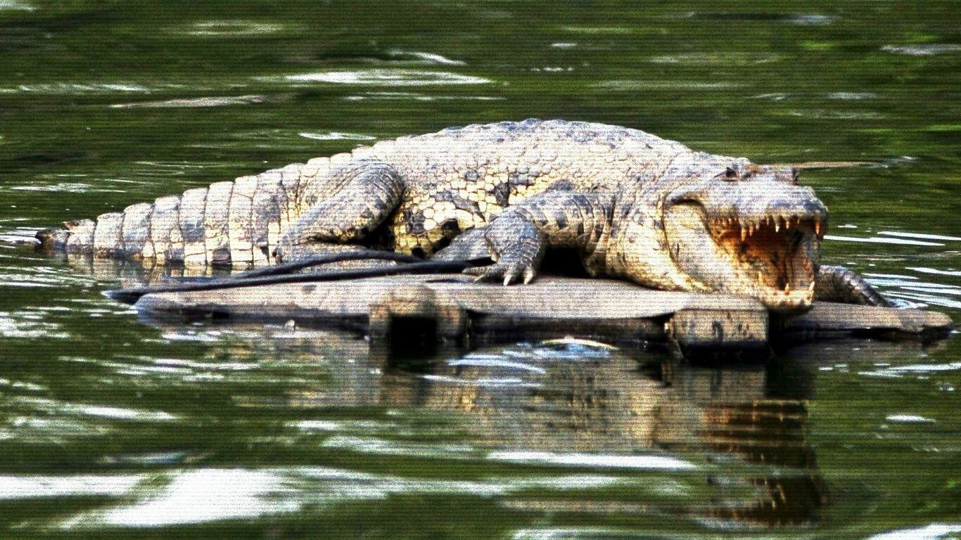 Graban a cocodrilo con perrito en el hocico