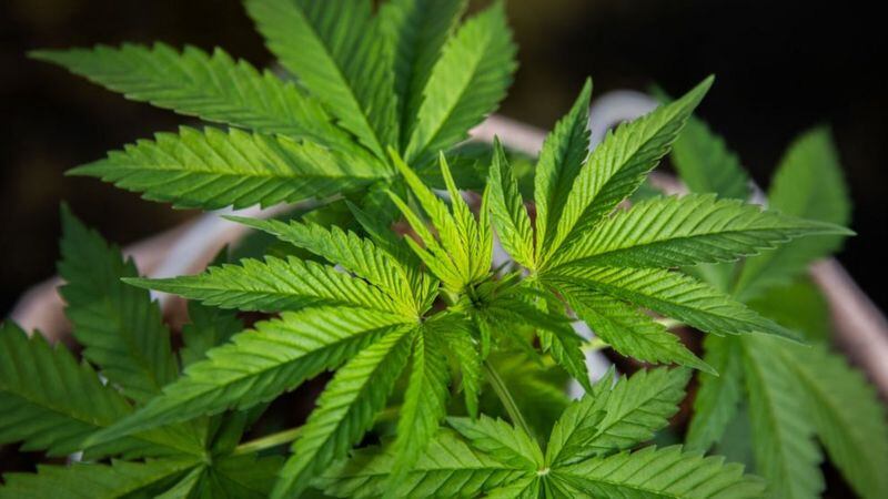 La marihuana ha sufrido transformaciones profundas desde que fue usada por primera vez | Foto: Gettyimages