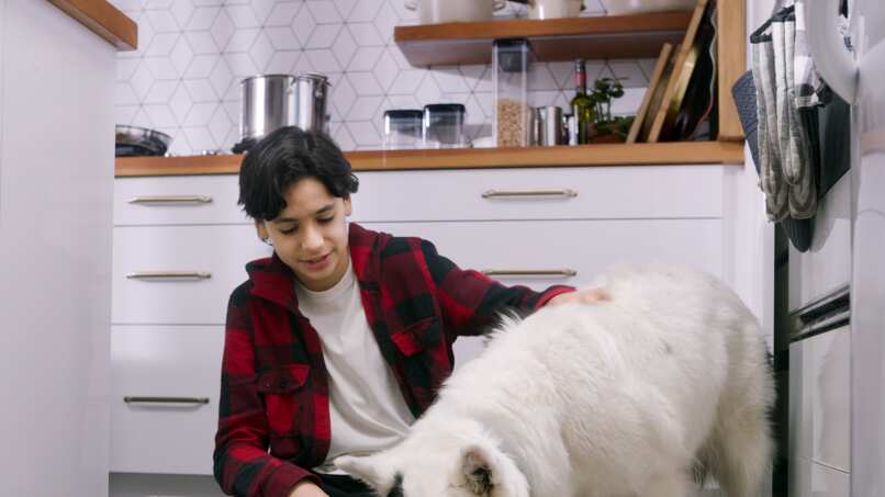 Tendencias en la alimentación de las mascotas