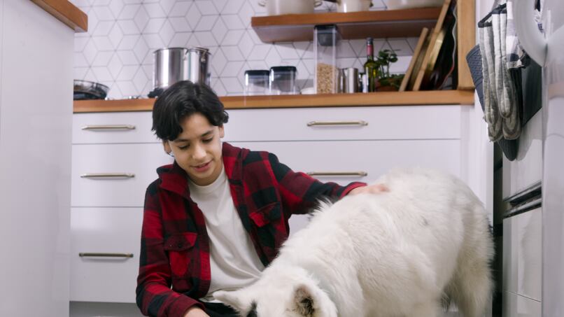 Tendencias en la alimentación de las mascotas